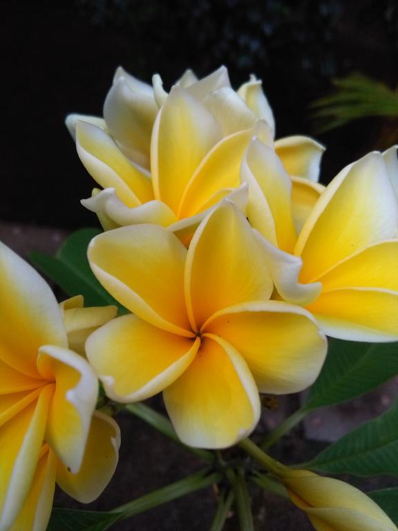 Lucy's Garden Gili Air